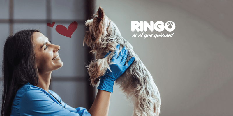 Zoorpresas Ringo: historia de veterinarios